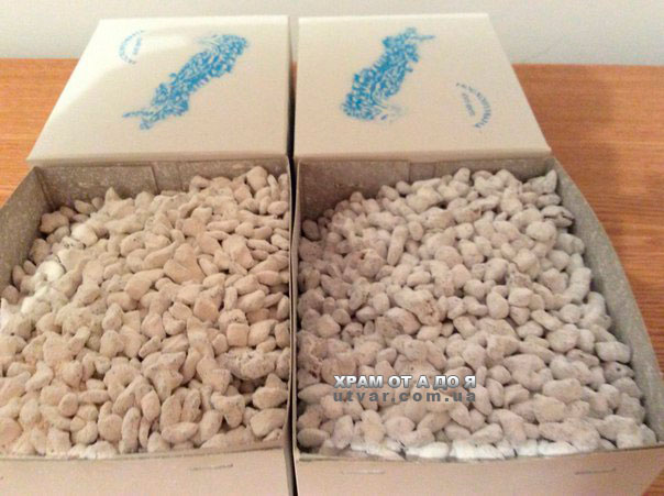 ����� �������� ����� ����